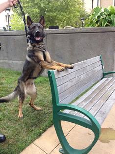 K9 Rex