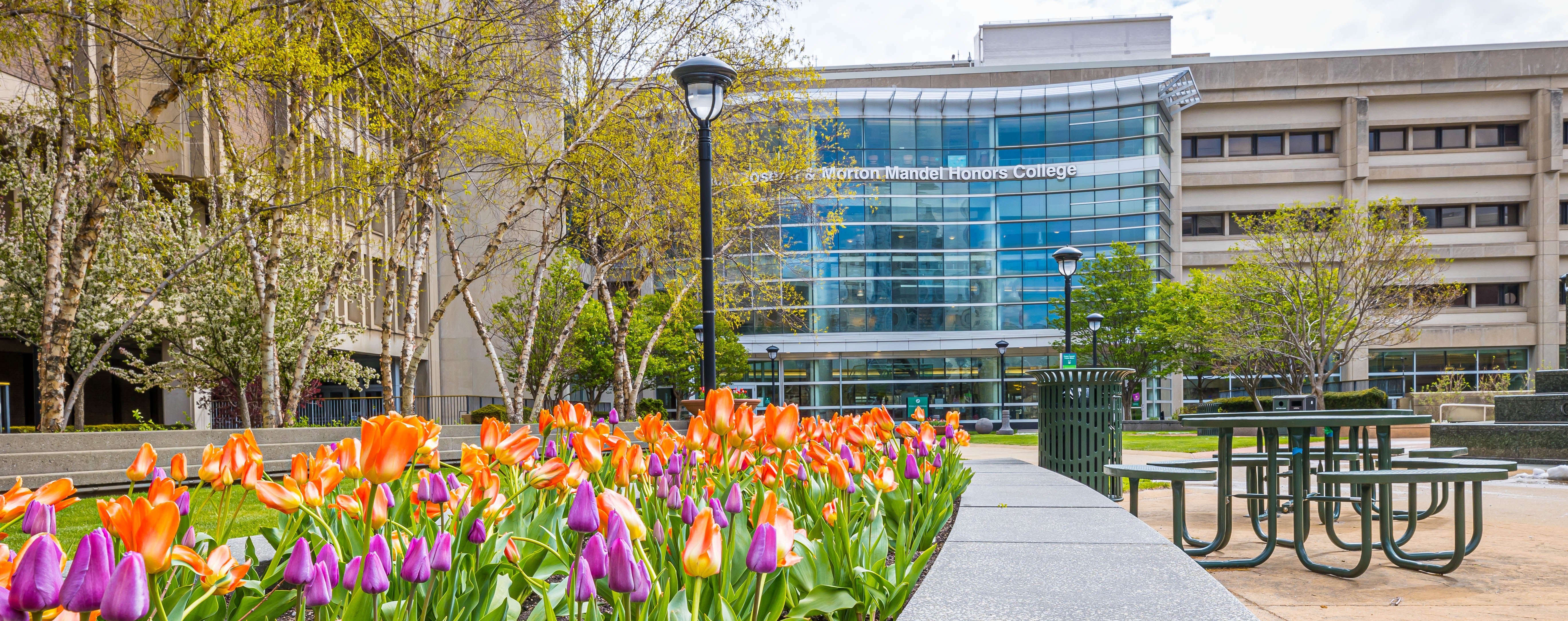 Tulips Near Honors College