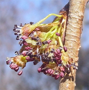 american-elm-flowering.png