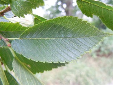 american-elm-leaves.png