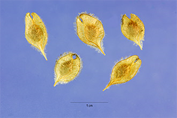 american-elm-seeds.png