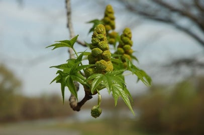 american-sweetgum-flowering.jpg