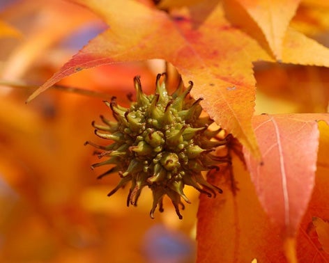 american-sweetgum-fruit.jpg