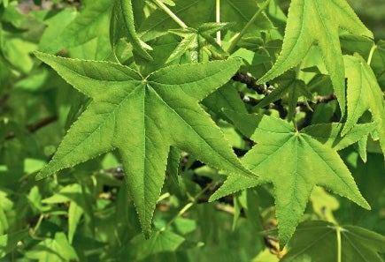 american-sweetgum-leaves.jpg