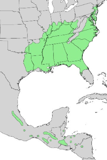 american-sweetgum-map.jpg