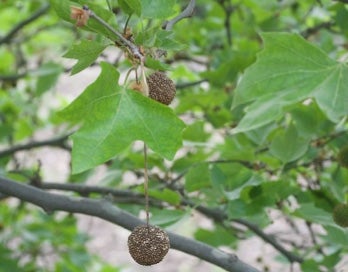 american-sycamore-flowering.jpg