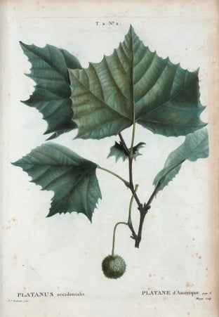american-sycamore-fruit.jpg