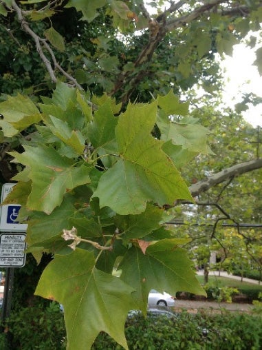 american-sycamore-leaves.jpg
