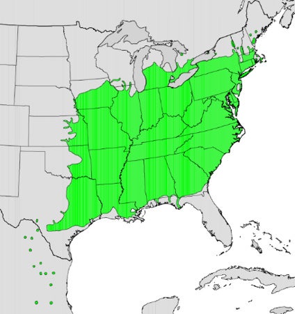 american-sycamore-map.jpg