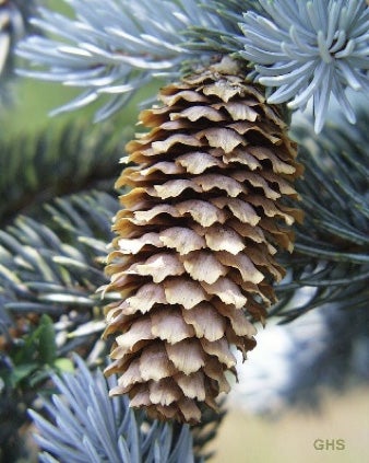 colorado-blue-spruce-cones.jpg