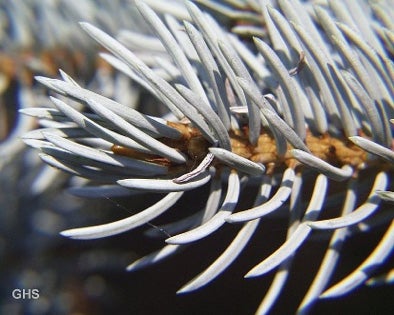 colorado-blue-spruce-needles1.jpg