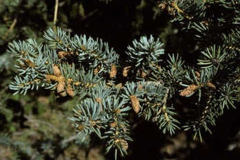 colorado-blue-spruce-needles2.jpg