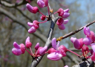 eastern-redbud-flowering.jpg
