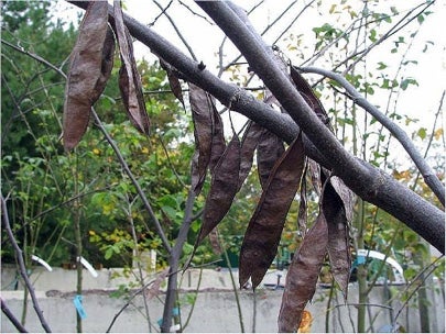 eastern-redbud-fruit.jpg
