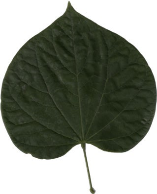 eastern-redbud-leaves.jpg