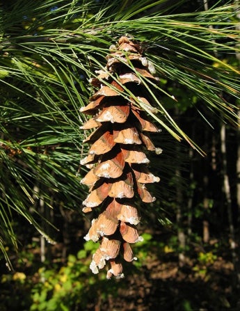eastern-white-pine-female-cones.jpg