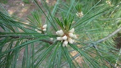 eastern-white-pine-male-cones.jpg