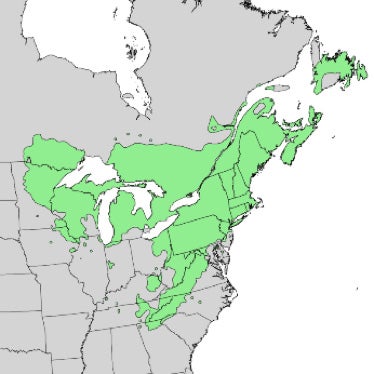 eastern-white-pine-map.jpg