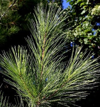 eastern-white-pine-needles.jpg