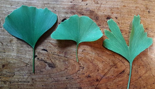 ginkgo-leaves.jpg