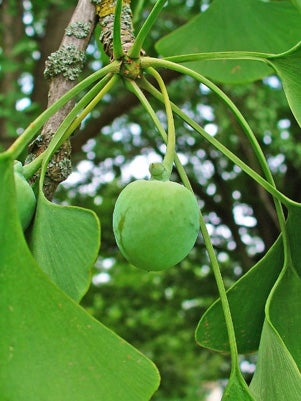 ginkgo-seeds.jpg