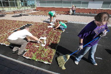 green-roof-workingorgig.png