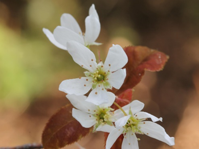Alleghany Service Berry Flowers