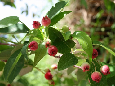 Alleghany Service Berry Fruit