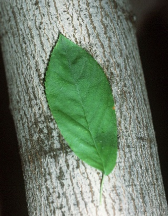 Alleghany Service Berry Leaves