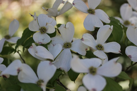 Flowering Dogwood Flowers