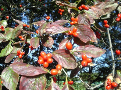 Flowering Dogwood Fruit