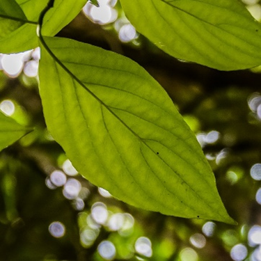 Flowering Dogwood Leaves