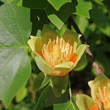 Tulip Tree Flowers