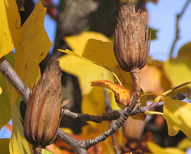 Tulip Tree Fruit