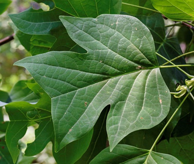 Tulip Tree Leaves