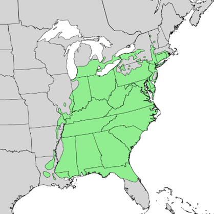 Tulip Tree Map
