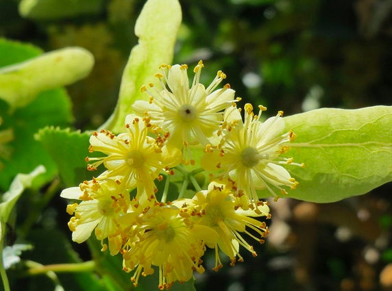 littleleaf-flowering.jpg