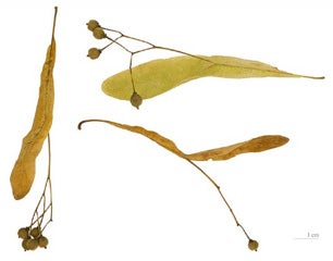 littleleaf-fruit.jpg