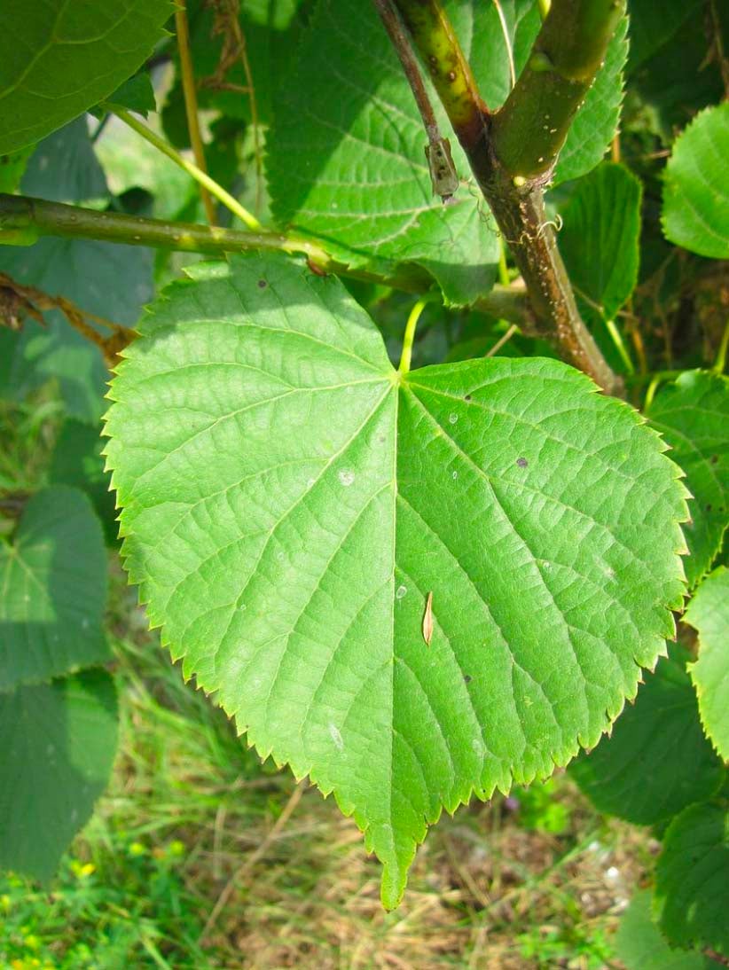 littleleaf-leaves.jpg
