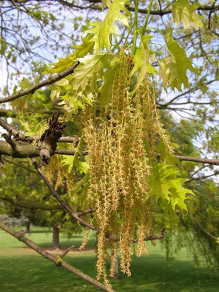 northern-red-oak-flowering.png