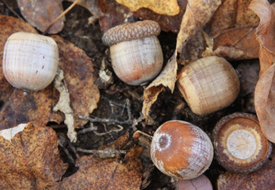 northern-red-oak-fruit.png