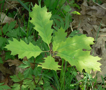northern-red-oak-leaves.png