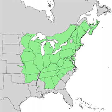 northern-red-oak.png
