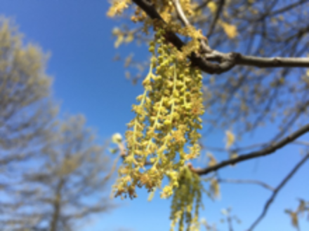 pin-oak-flowering.png