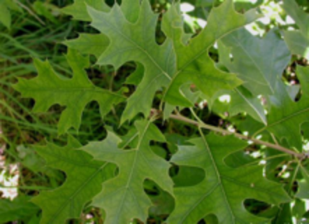 pin-oak-leaves.png