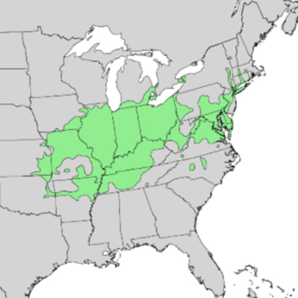 pin-oak-map.png