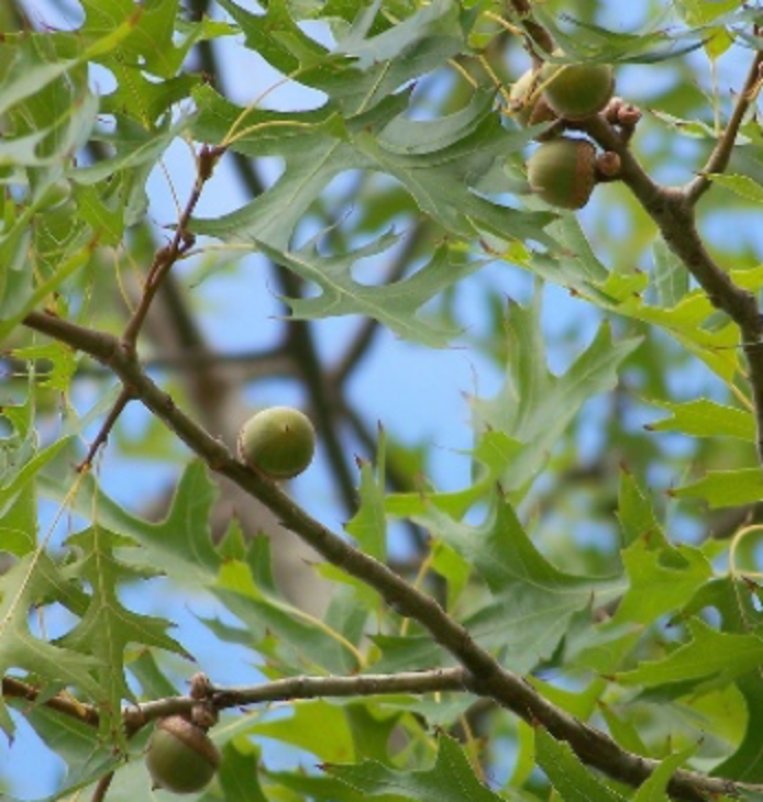 pin-oak-seeds.png