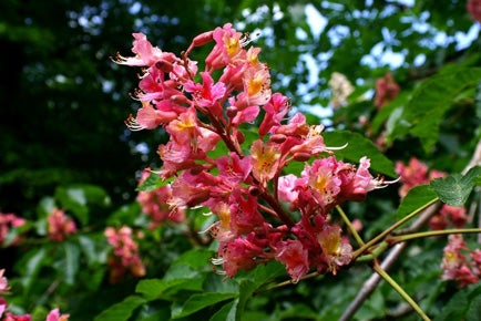 red-horse-flowering.jpg