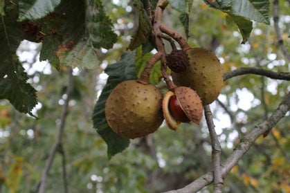 red-horse-fruit.jpg