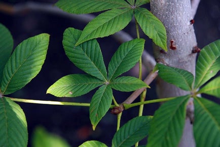 red-horse-leaves.jpg